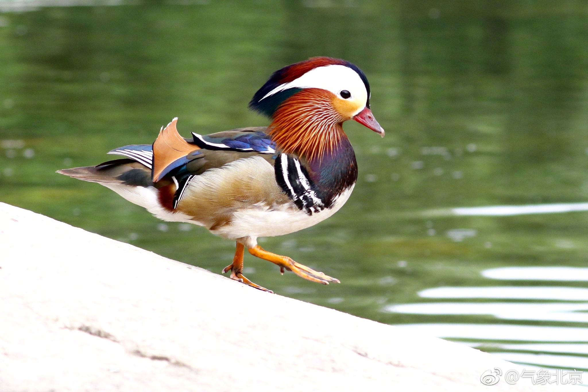 幸福一家亲|玉渊潭公园|拍摄者|鸳鸯_新浪新闻