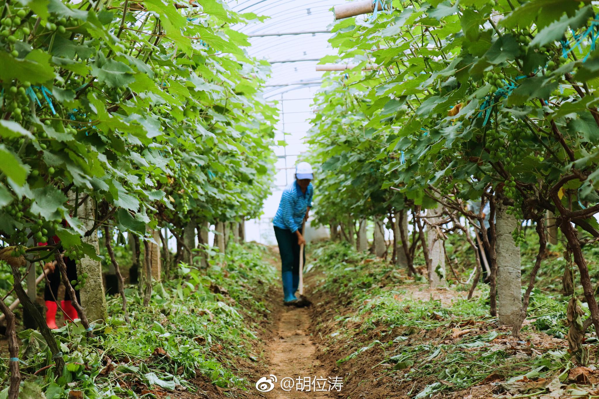 乐安河下游南岸,是"江南菜乡"乐平一个重要蔬菜生产基地,发展无公害