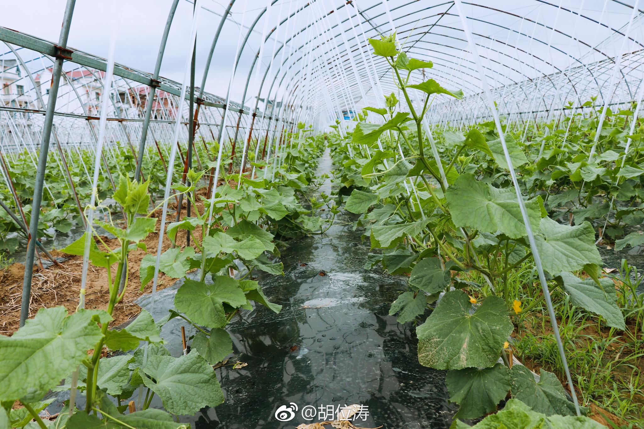 乐平市镇桥镇蔬菜产业园