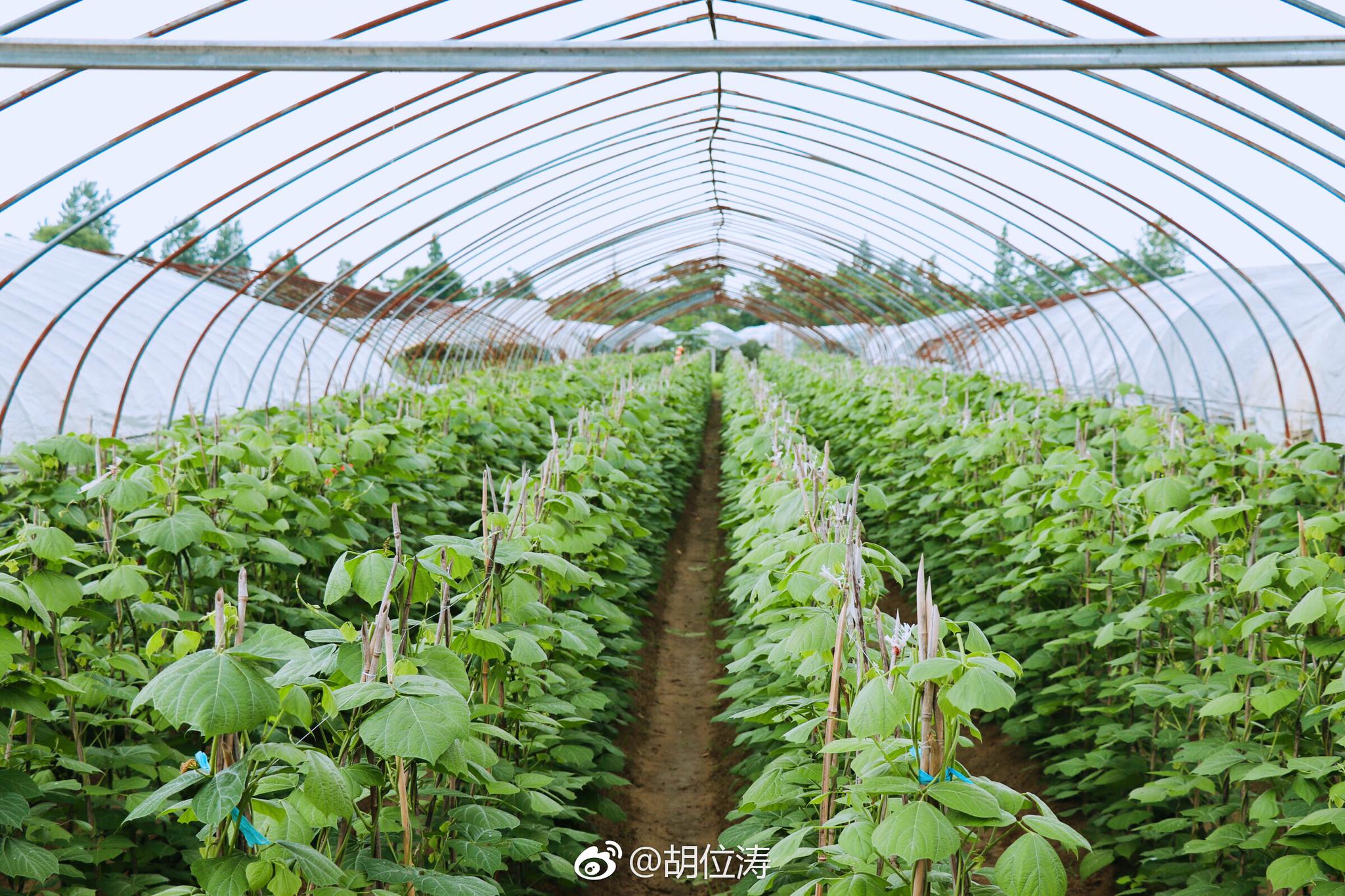 乐安河下游南岸,是"江南菜乡"乐平一个重要蔬菜生产基地,发展无公害