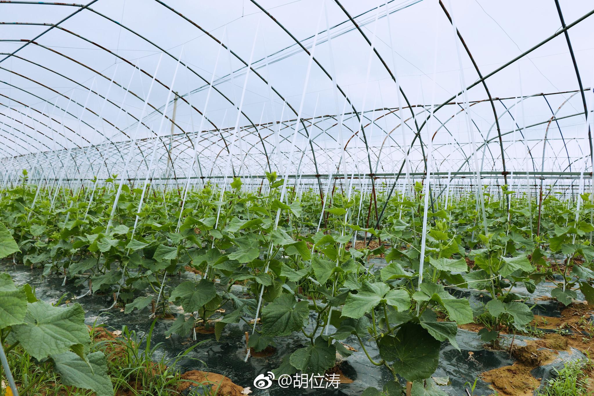 发展无公害蔬菜面积3200田,蔬菓种植面积2