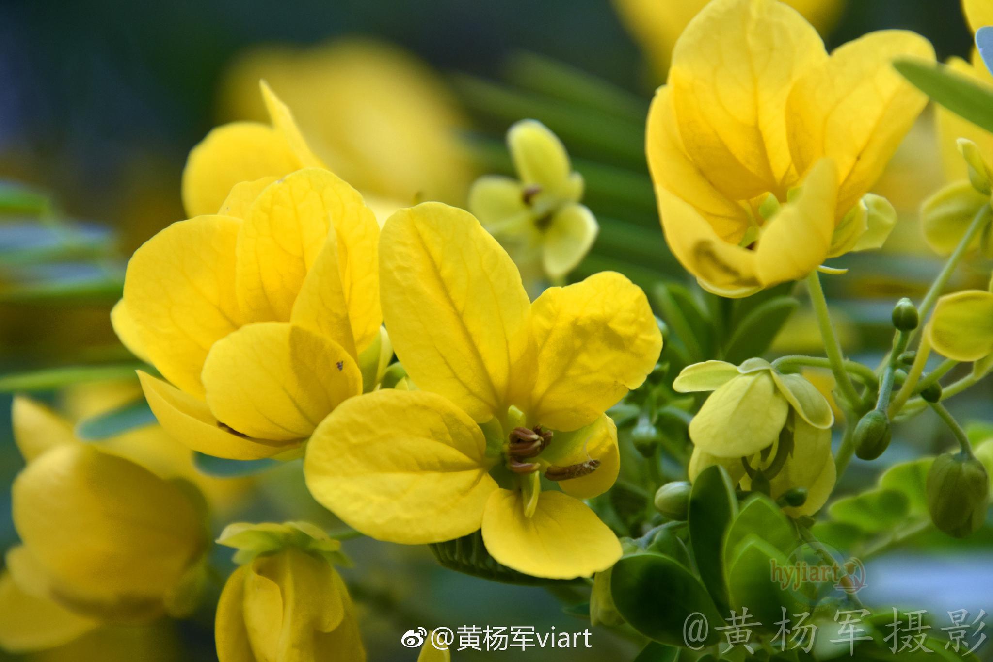 遇见黄槐花开的美