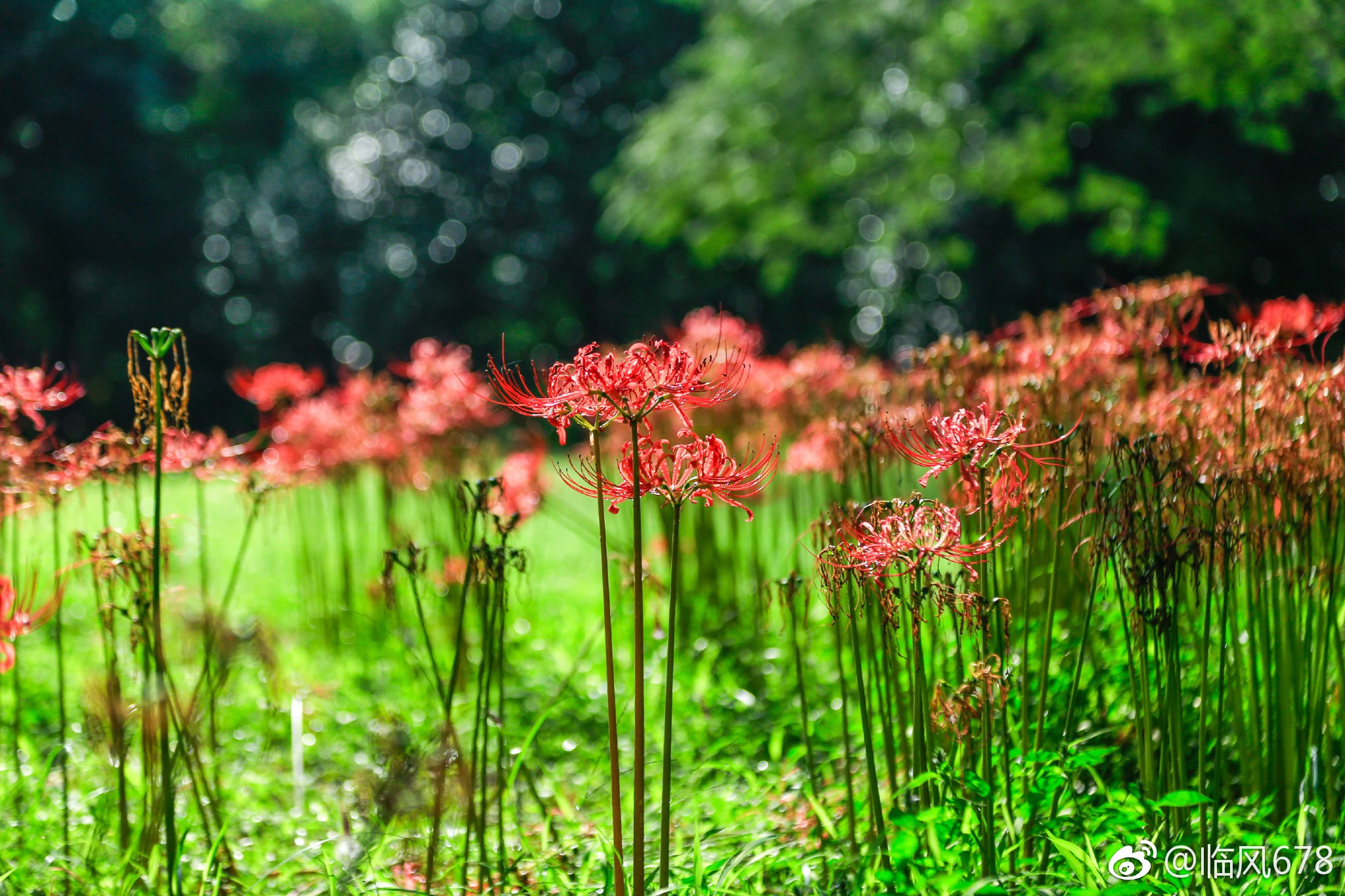 目前杭州植物园中长筒石蒜忽地笑等品种开放比较好