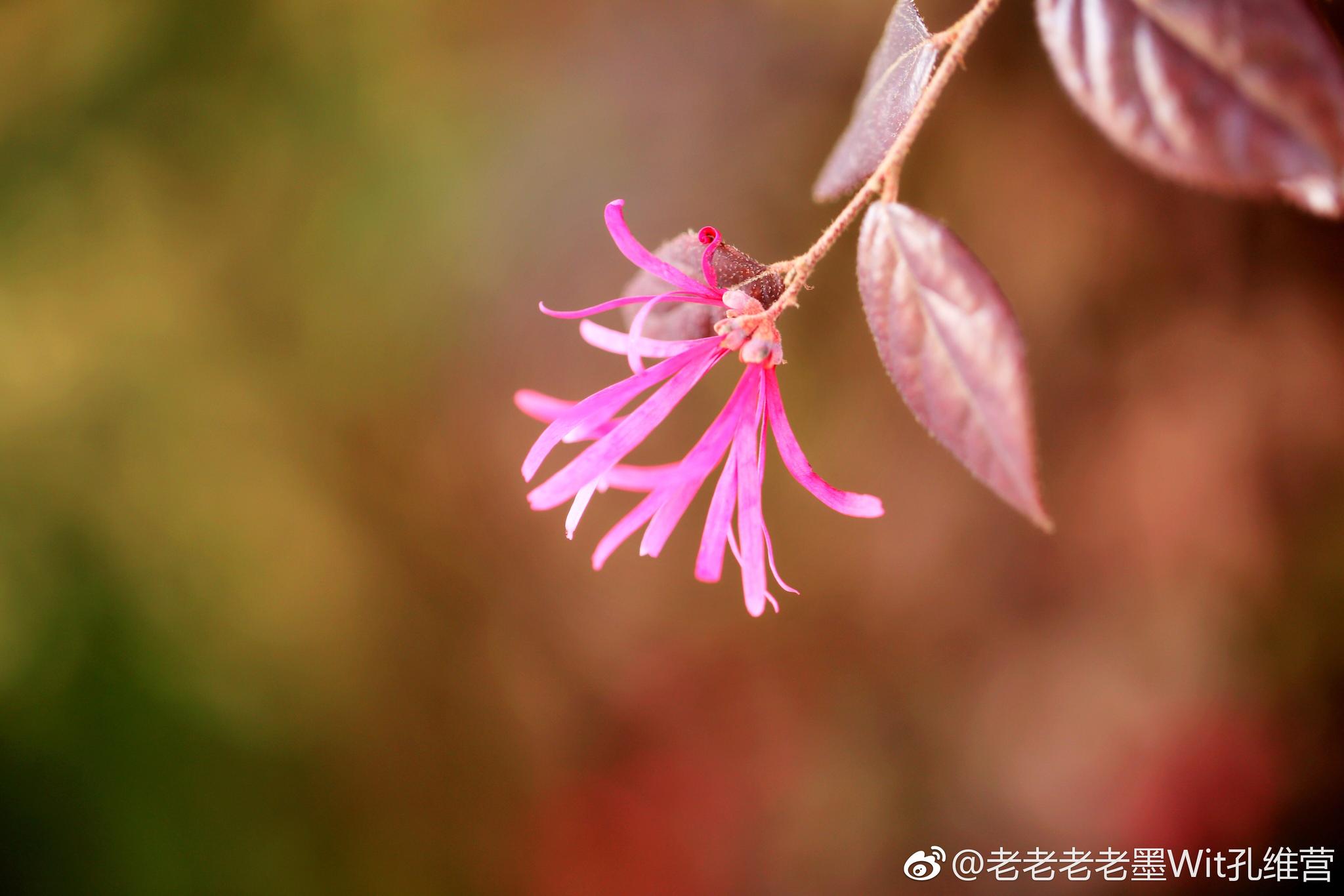 公司里的红花檵木