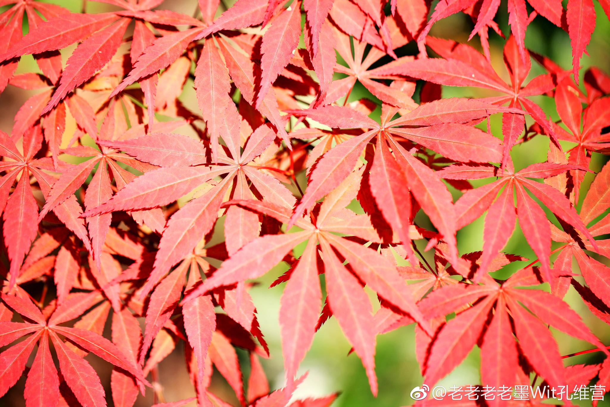 公司有两棵鸡爪槭qī又名日本红枫春天里的红叶