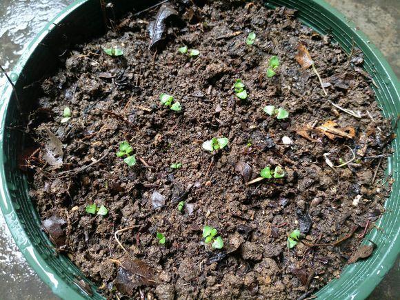 在家养一盆薰衣草,年年开花,比香水还要好闻!