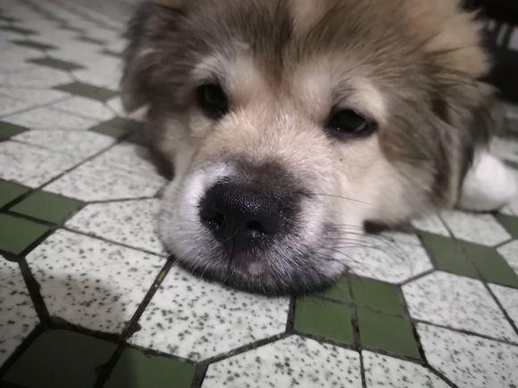 凌晨流浪狗孤单地趴在马路边背影十分凄凉谁知小家伙还挺聪明