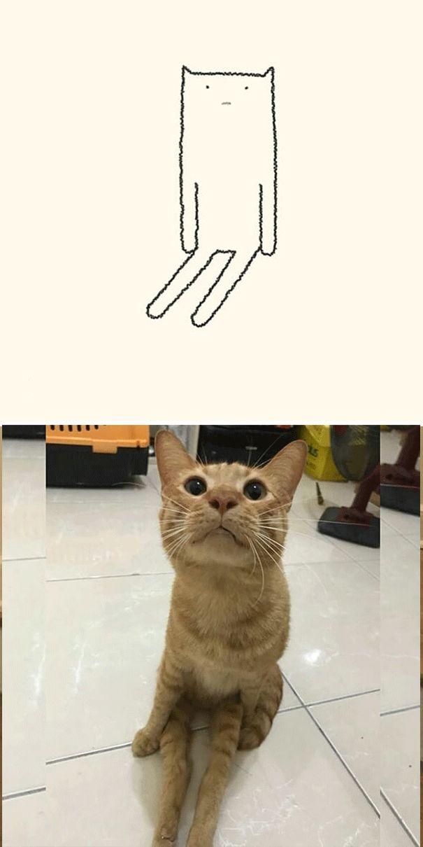 灵魂画手新作,猫真的是长这样,不信你来看
