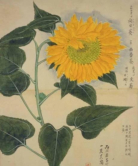 工笔写生花卉植物55种图谱,太实用了 收藏!