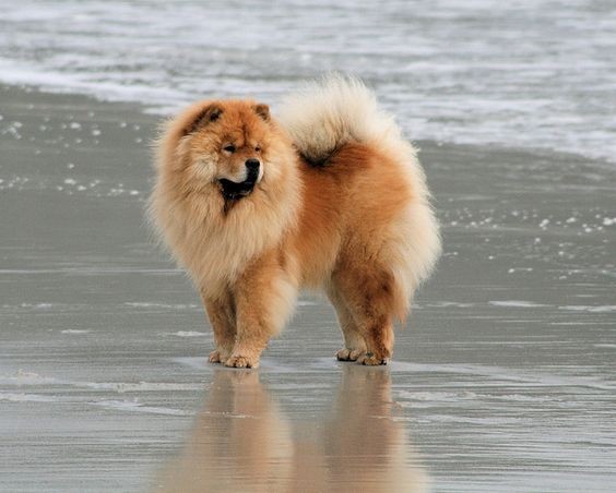 中国古老犬种松狮犬