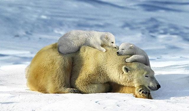 北极熊家庭最有爱的瞬间河马家庭最有爱的瞬间大象家庭最有爱的瞬间