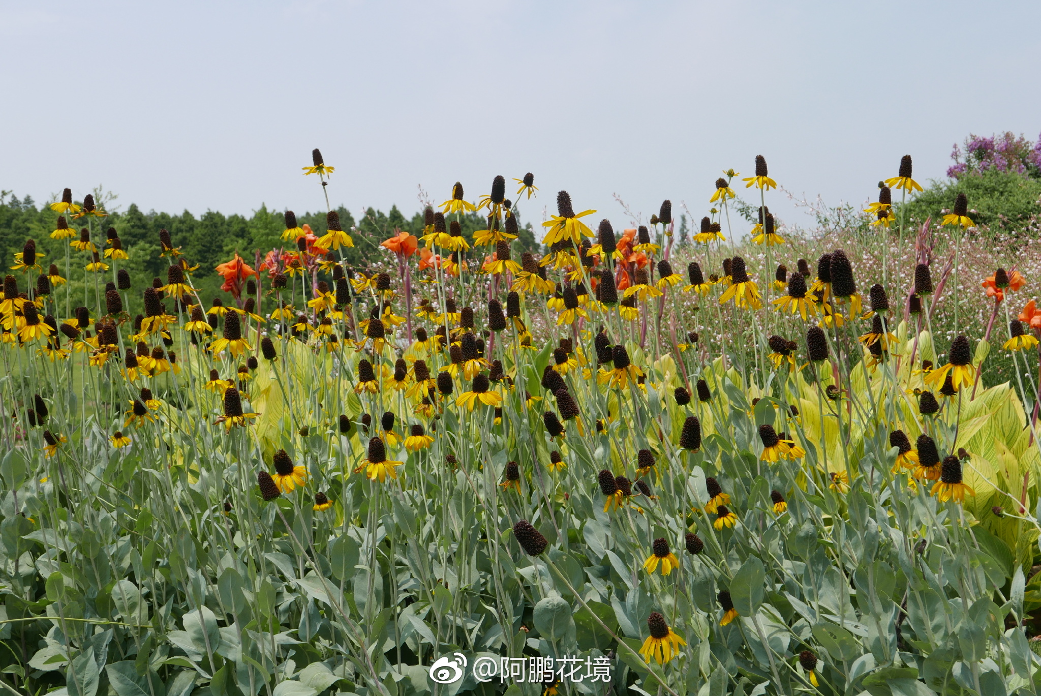 蒲棒菊,又叫草原松果菊, Rudbeckia maxima 。蓝灰绿色叶子|maxima|蒲棒|宿根|松果菊|花蕾_新浪新闻