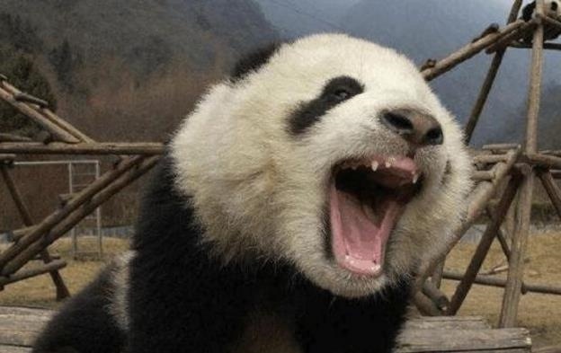 蚩尤的坐骑真是熊猫吗?为何一代战神食铁兽