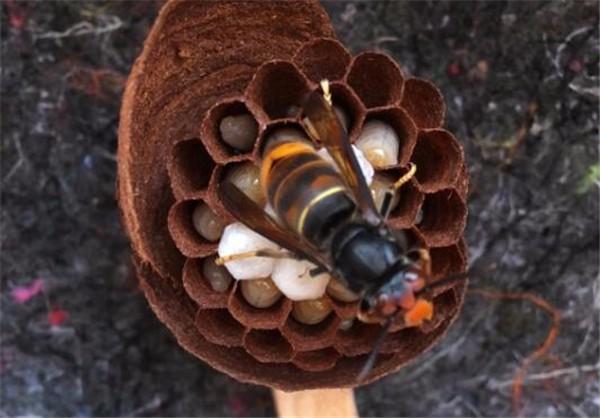 注意:这个月开始,在农村碰到图中这种东西赶紧走,千万别惹它!