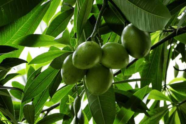 这种果实酷似芒果,身怀剧毒,却在我国被广泛种植,你能分辨吗?