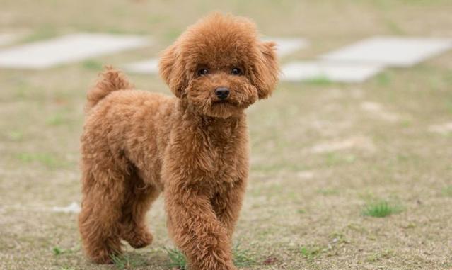 小狗|泰迪|主人_新浪新闻