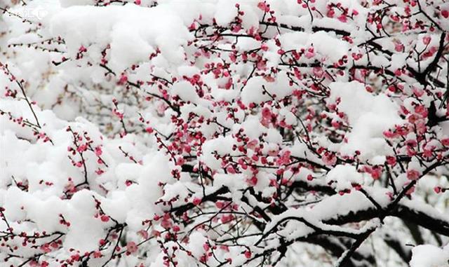 雪白梅香高低如何