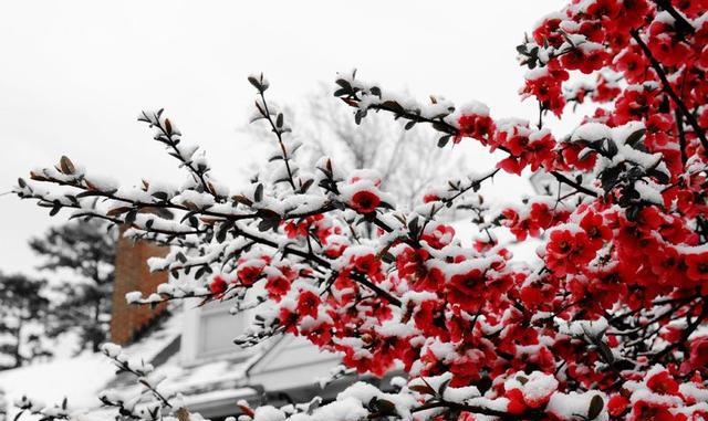 雪白梅香高低如何