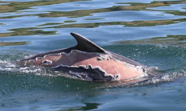 这种凝胶可抵御强紫外线,竟是从鱼身上提取!