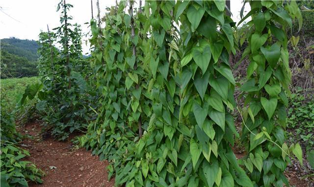 绿油油的苗一看今年的大薯就十分大,虽然到了秋季但是大薯的苗还是