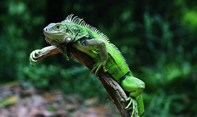 绿鬣蜥, 比较受欢迎的爬虫宠物之一, 重口味的宝宝快来!
