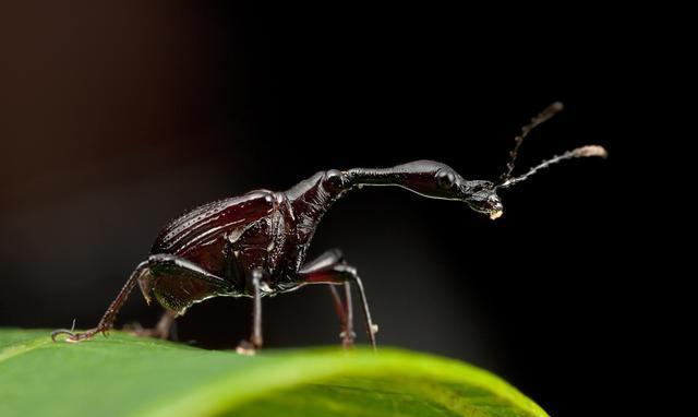 脖子像长颈鹿, 有着大象鼻子一样口器的甲虫