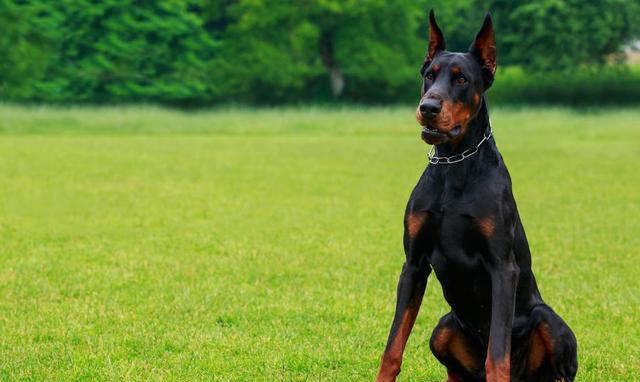 最富智慧的短毛猎犬,杜宾犬