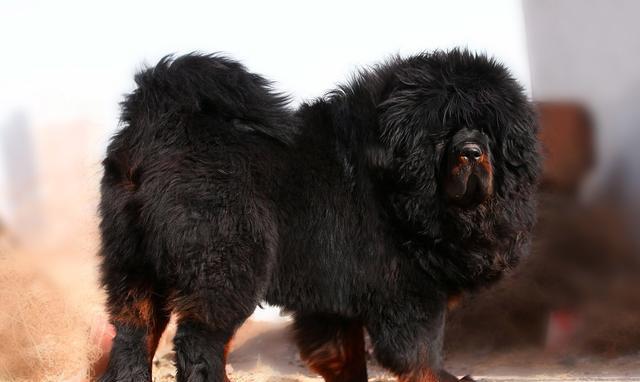 为什么那么多人黑藏獒?