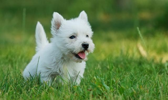 萌犬君力薦,撩妹必備狗狗之一,走過路過千萬不要錯過!