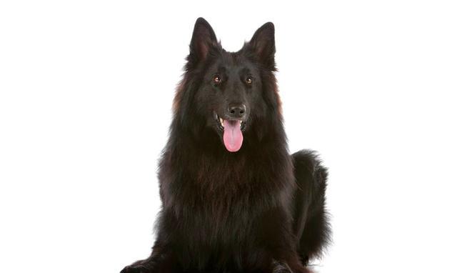 比利时牧羊犬7,第八十四条 饲养动物应当遵守法律,尊重社会公德,不得