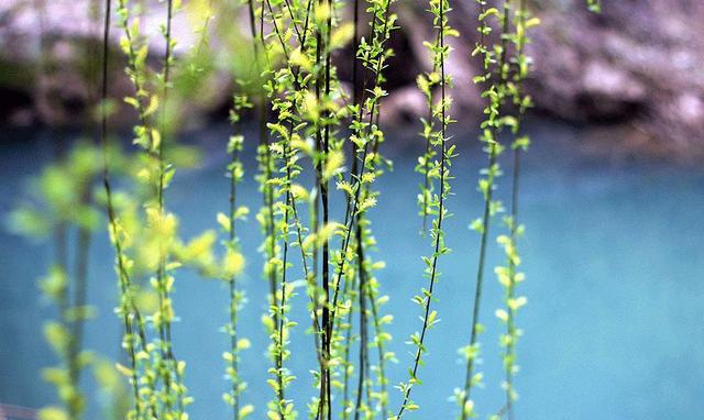 春折一枝柳,真情永长留.