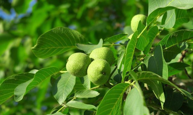 你知道"世界四大坚果"吗? 它们的果树肯定没见过, 尤其第四个!