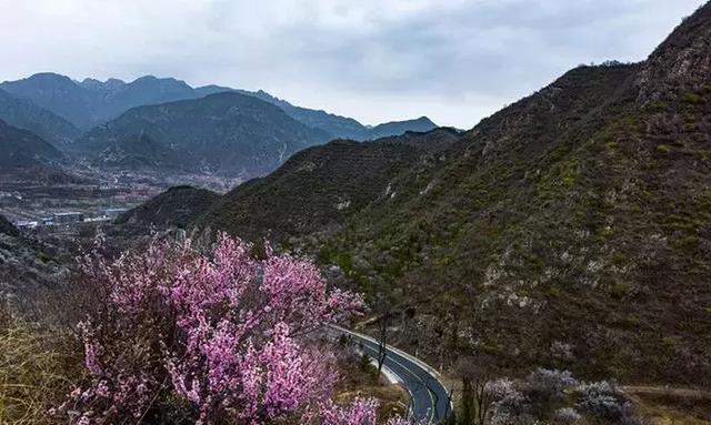 老峪沟杏花开满山美景不等人周末天好抓紧去赏