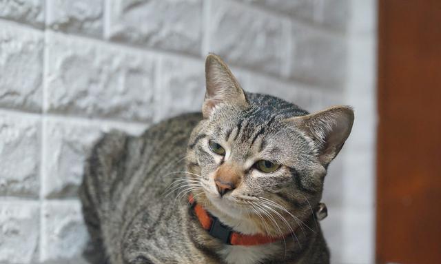 高冷傲娇的喵星人,面对小鱼干的诱惑,歪着脑袋小眼神满是不屑