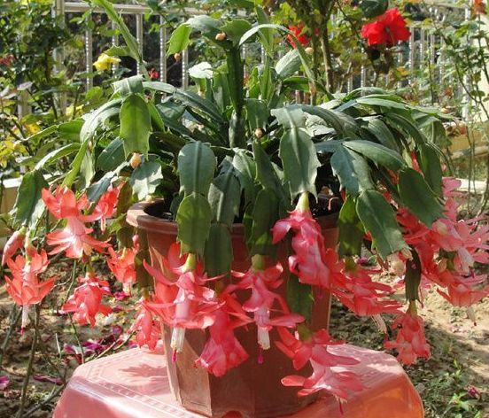 养蟹爪兰,长寿花,老花匠用3个"小诀窍",每盆提早1个月开花