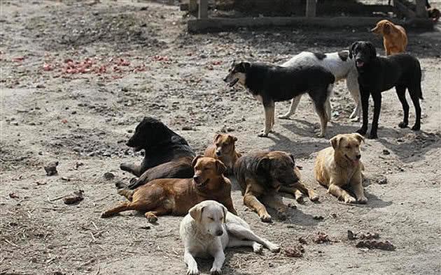 土狗为什么喜欢聚堆干啥都拉帮结派看完懂了