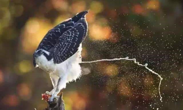 同为路边停车户为何只有我车上全是鸟儿排泄物