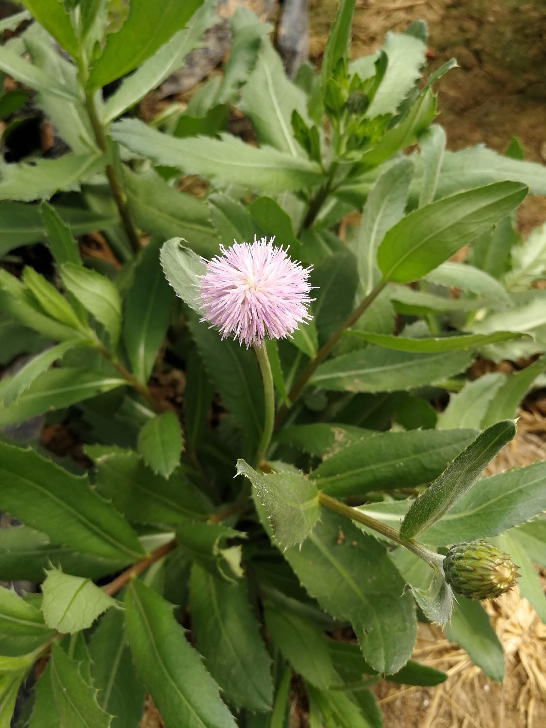 荒地,路旁或田间,在农村人们叫它刺儿菜,刺角菜,小蓟姆,刺儿草,七七菜