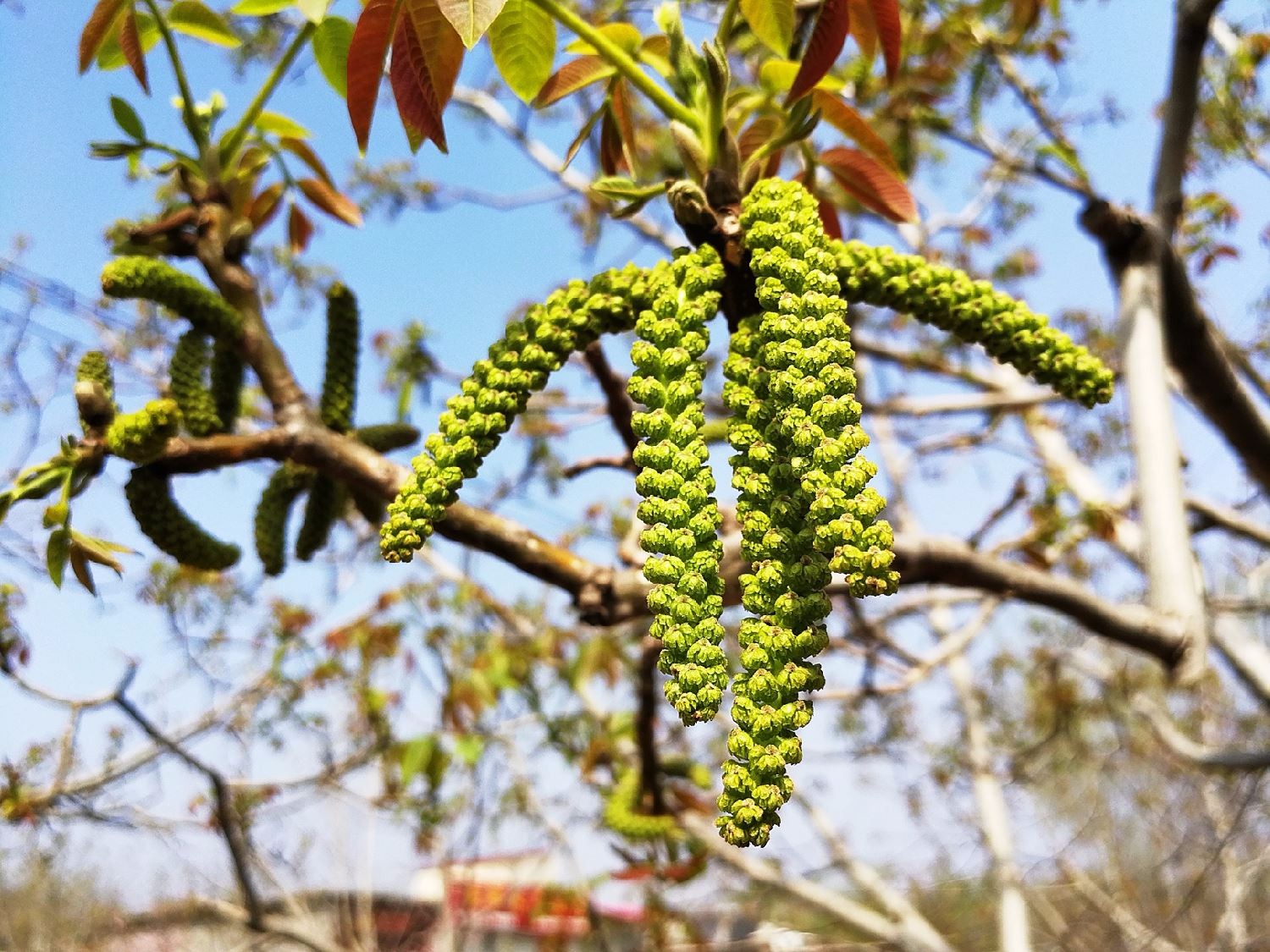 清明快到了,树上有种不起眼的花像毛毛虫,炒五花肉风味独特|核桃花|毛