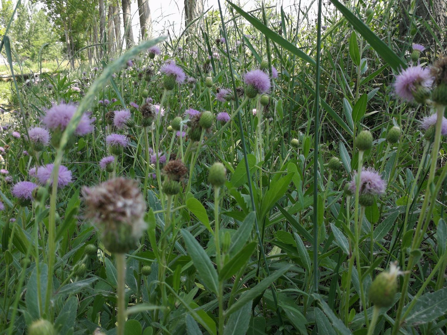 这种扎嘴的野菜味道特别农村老人把它当成最好的止血消炎药