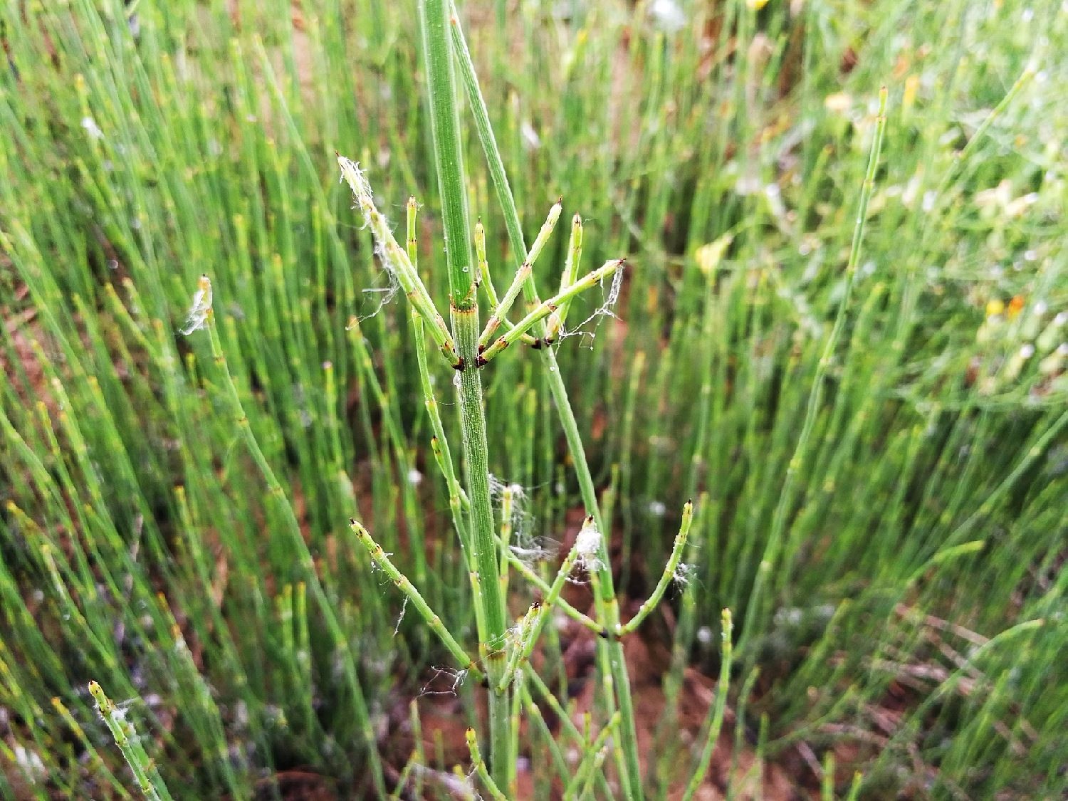 又名木贼草,千峰草,锉草,笔头草,笔筒草,接骨草,马人参等,在农村沟壑