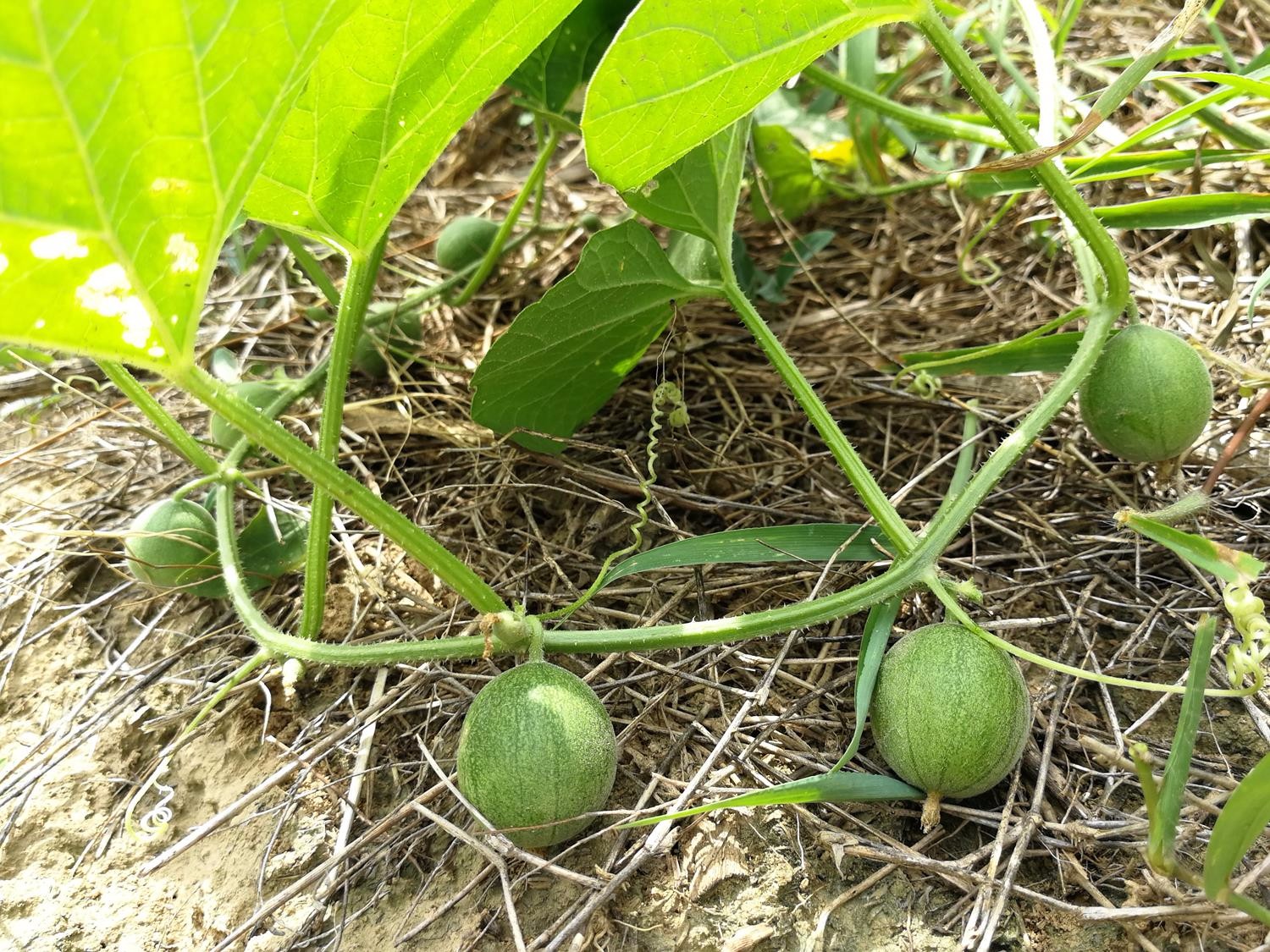 农村这种迷你的小野瓜儿时的味道记忆还有这么多的神奇功效