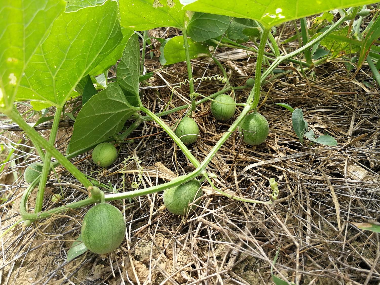 农村这种迷你的小野瓜儿时的味道记忆还有这么多的神奇功效