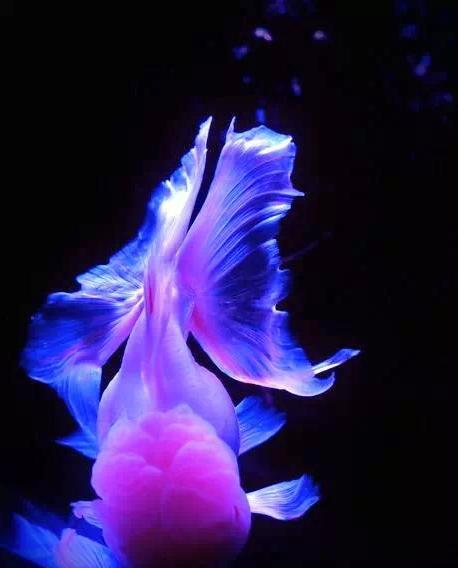 名媛金鱼百科全书