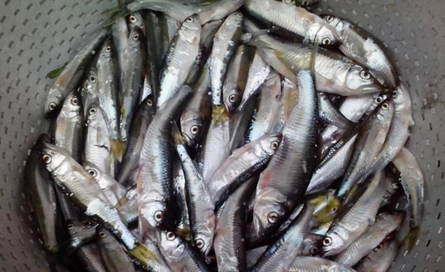 船钉子,这种鱼比较长,看着没什么肉.