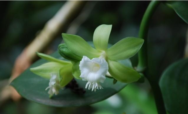 香子兰|香料|寿命_新浪新闻