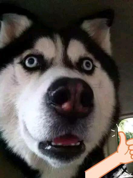 【脑筋急转弯】为什么流氓坐车不要钱?!