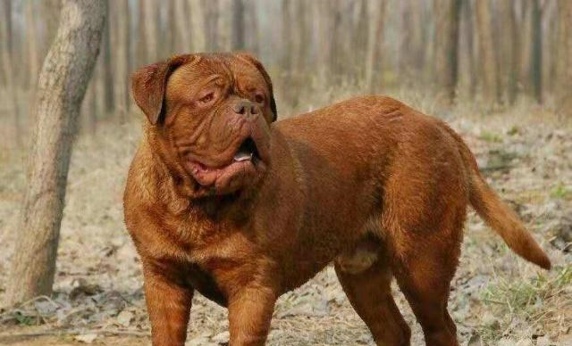 世界上体型最大的五种狗有的凶猛有的憨厚而它却能和狼斗争