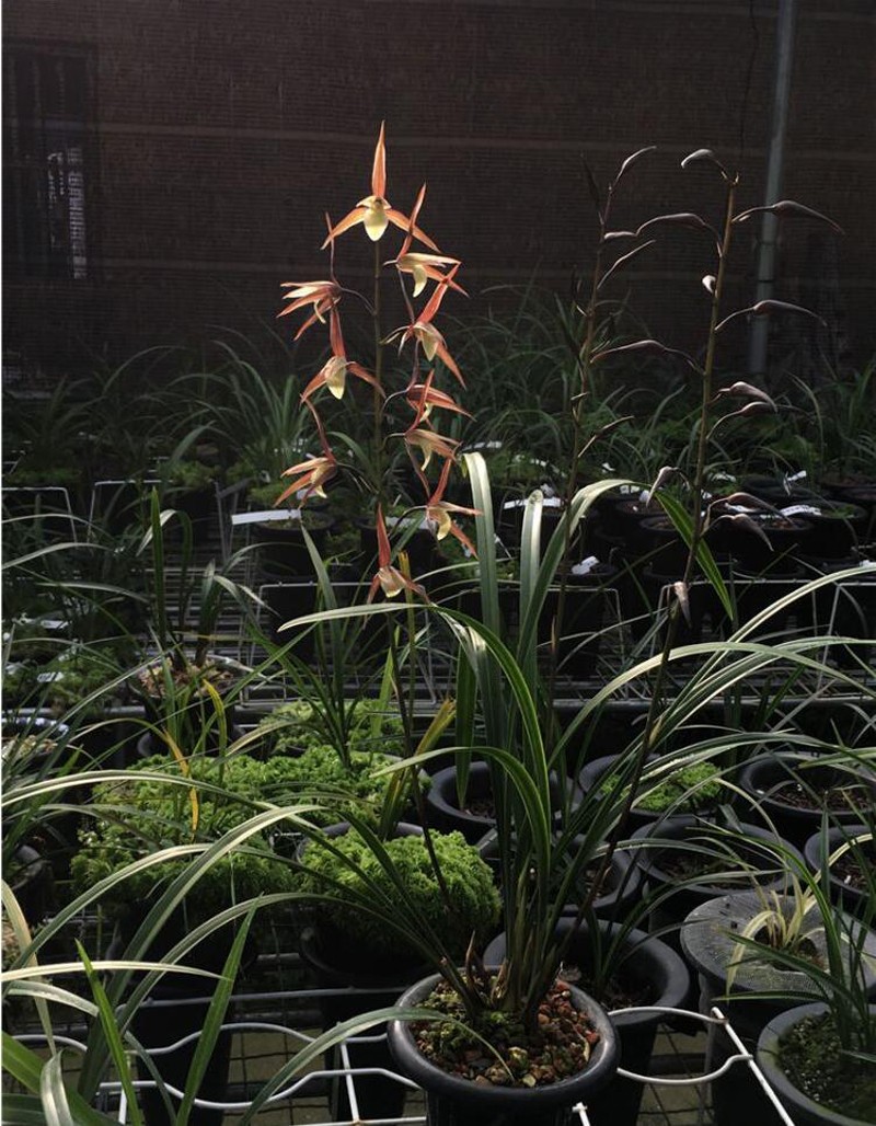 大叶寒兰红花素心,真正的红花黄舌纯净素