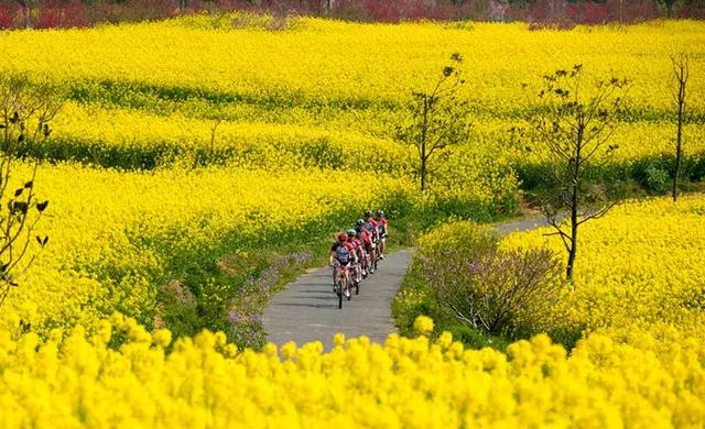 秋天的高淳，惊艳了南京城！|高淳|游子山|固城湖_新浪新闻